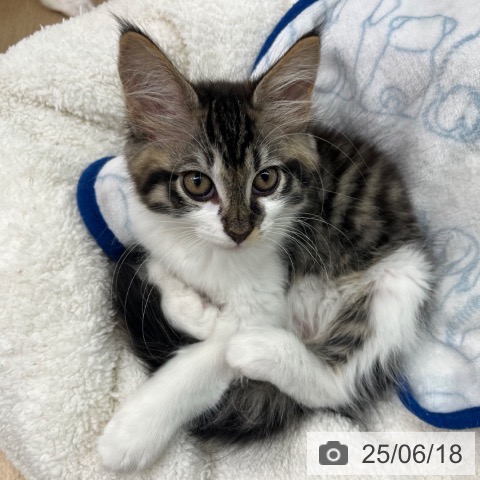メインクーンの写真