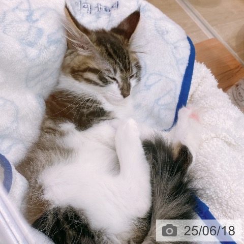 メインクーンの写真