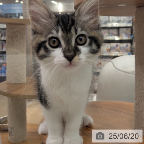 メインクーンの写真