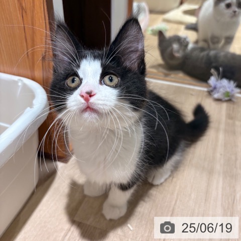 メインクーンの写真