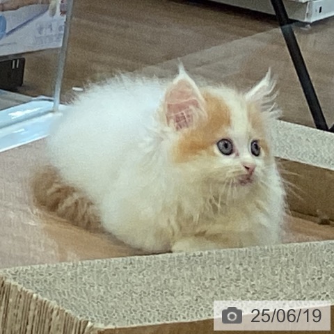 マンチカンの写真