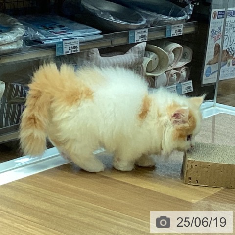 マンチカンの写真