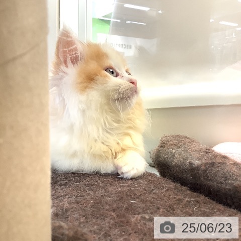 マンチカンの写真