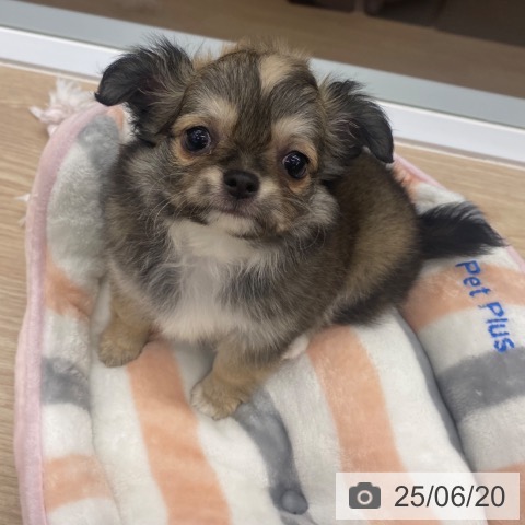 チワワの写真