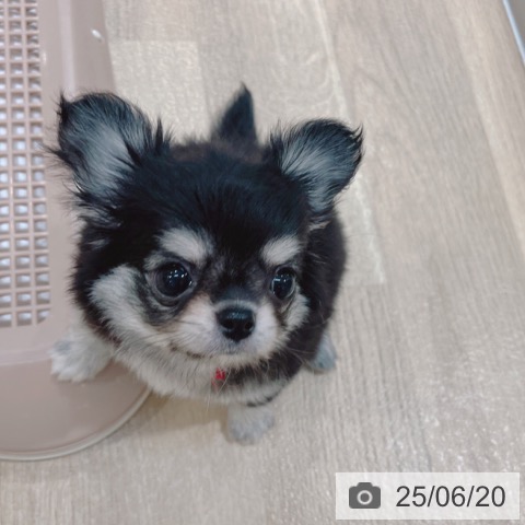 チワワの写真