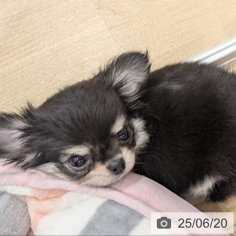 チワワの写真