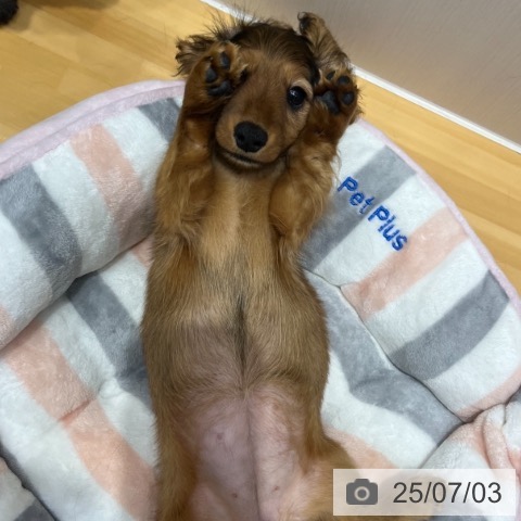 ミニチュア・ダックスフンドの写真