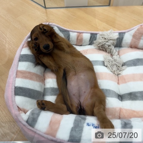 ミニチュア・ダックスフンドの写真
