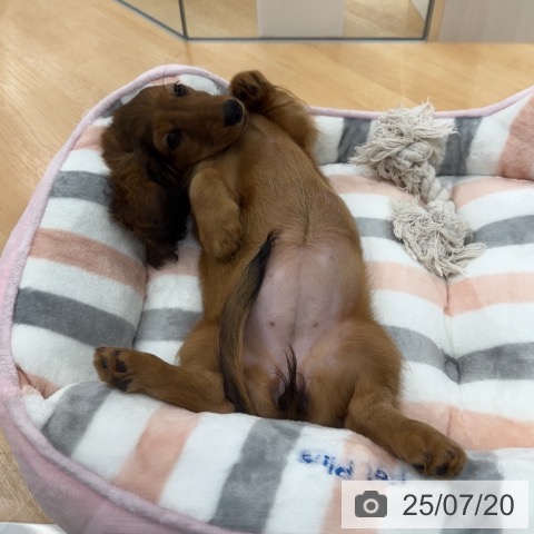 ミニチュア・ダックスフンドの写真
