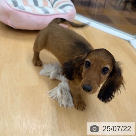 ミニチュア・ダックスフンドの写真