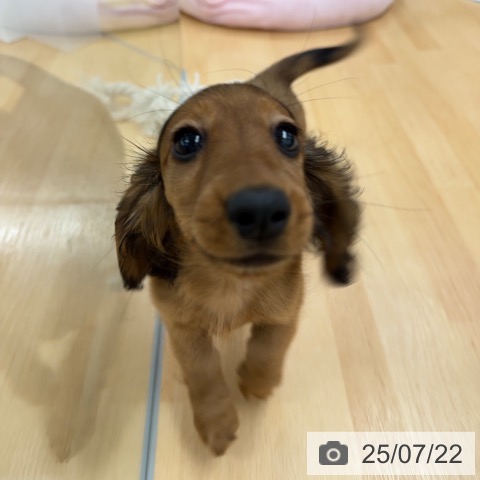 ミニチュア・ダックスフンドの写真