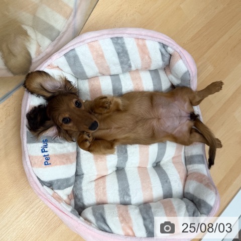 ミニチュア・ダックスフンドの写真