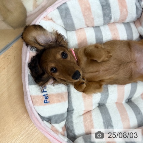 ミニチュア・ダックスフンドの写真