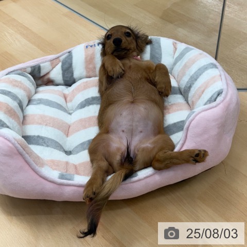 ミニチュア・ダックスフンドの写真
