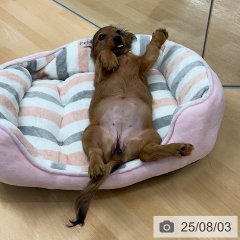 ミニチュア・ダックスフンドの写真