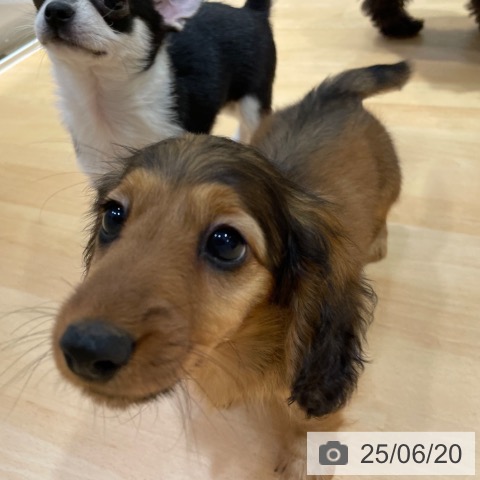 ミニチュア・ダックスフンドの写真