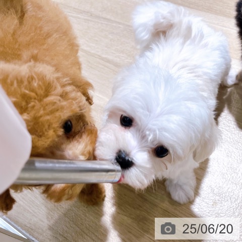 マルチーズの写真