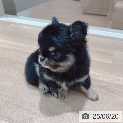 チワワの写真
