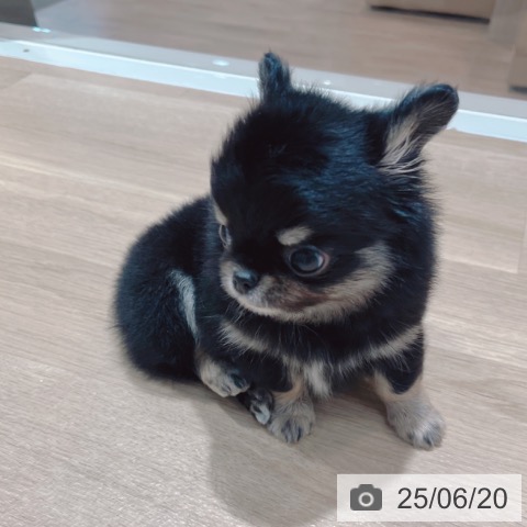 チワワの写真