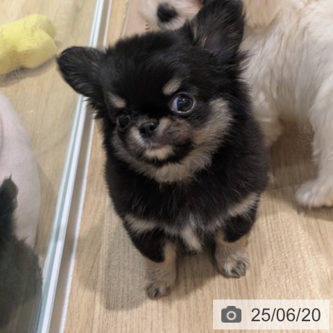 チワワの写真