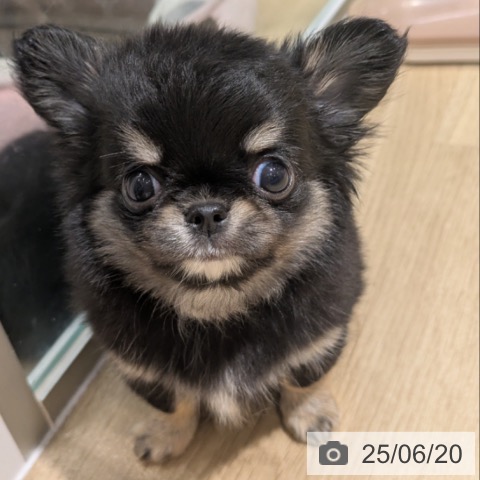 チワワの写真