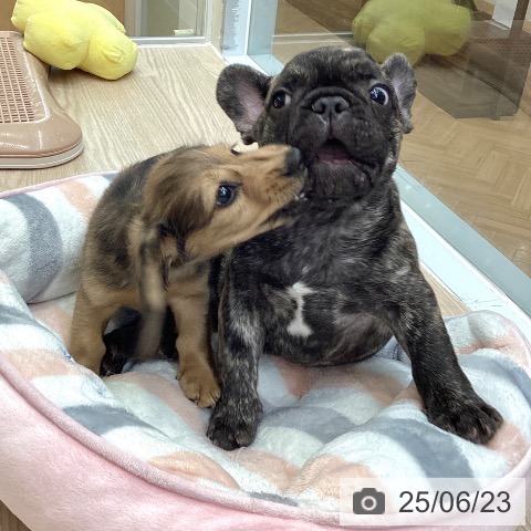 カニーンヘン・ダックスフンドの写真