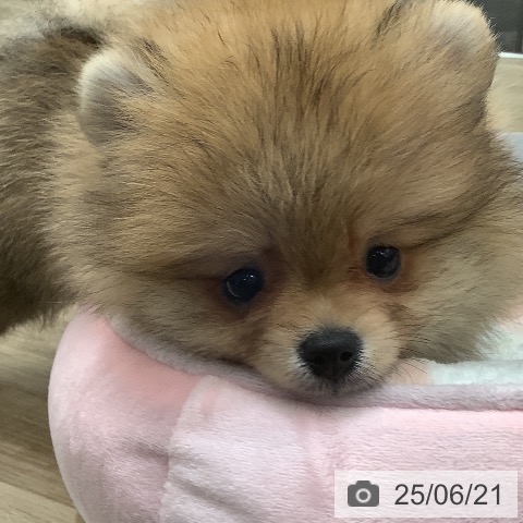 ポメラニアンの写真