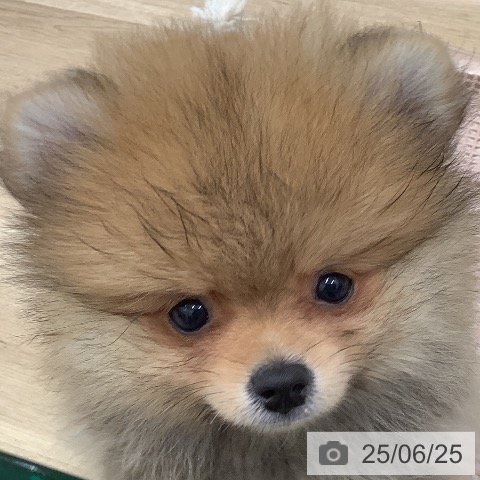 ポメラニアンの写真