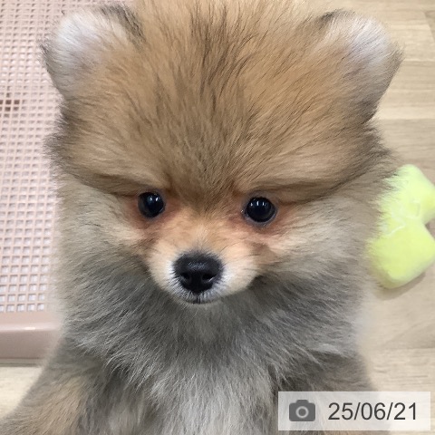 ポメラニアンの写真
