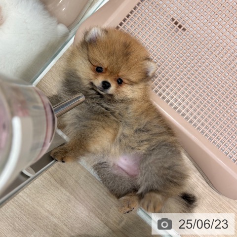 ポメラニアンの写真