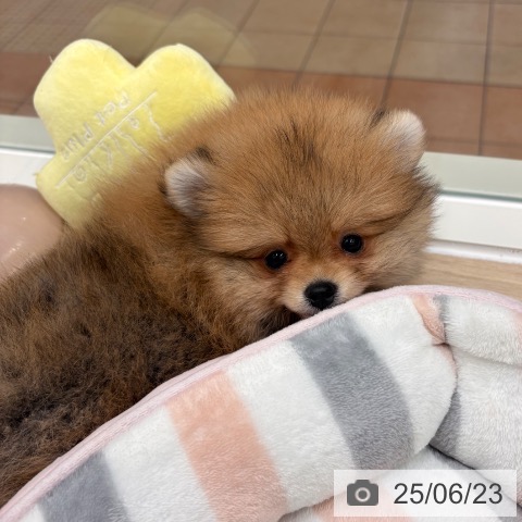 ポメラニアンの写真