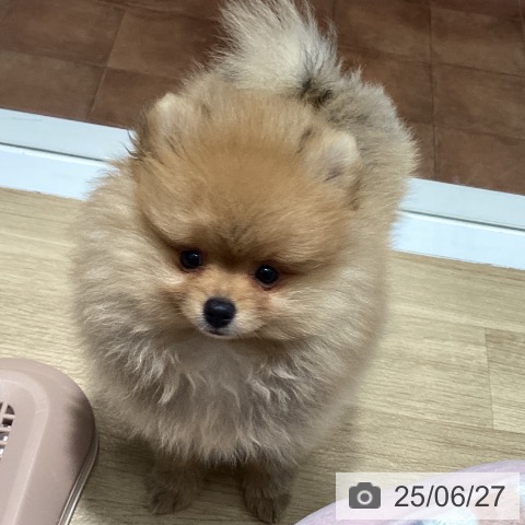 ポメラニアンの写真