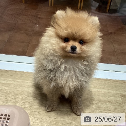 ポメラニアンの写真