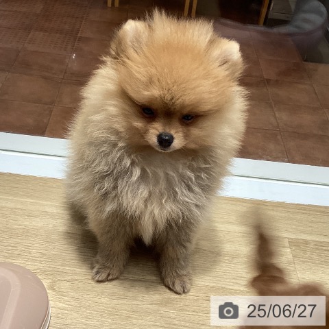 ポメラニアンの写真