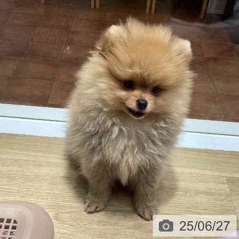 ポメラニアンの写真