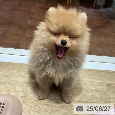 ポメラニアンの写真