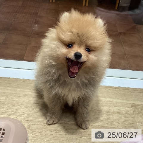 ポメラニアンの写真