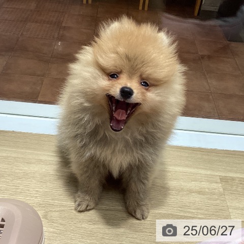 ポメラニアンの写真