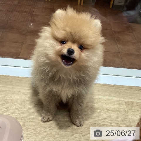 ポメラニアンの写真