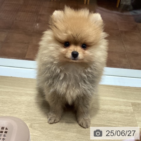 ポメラニアンの写真