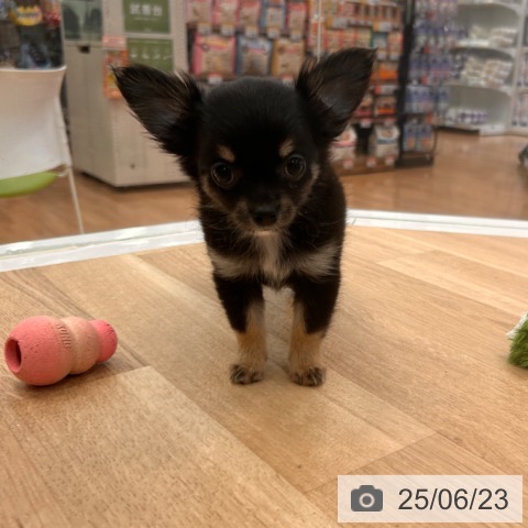 チワワの写真