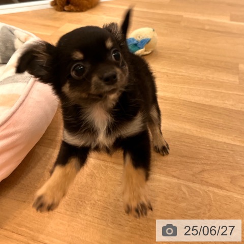 チワワの写真