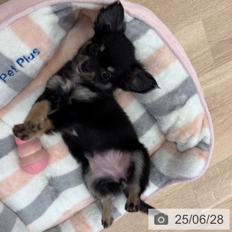 チワワの写真