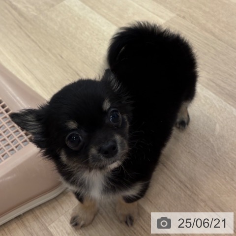 チワワの写真