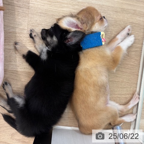 チワワの写真