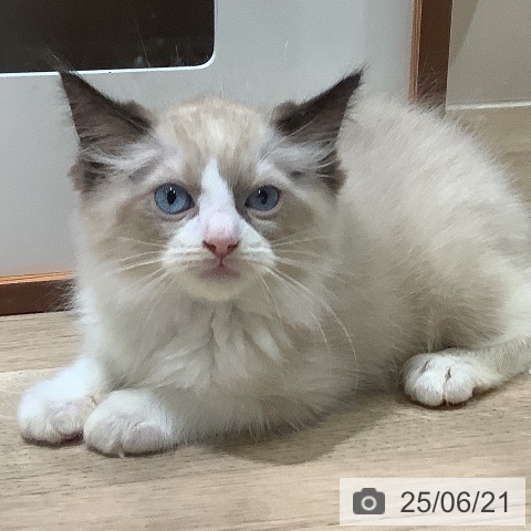 ラグドールの写真