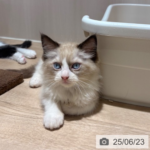 ラグドールの写真