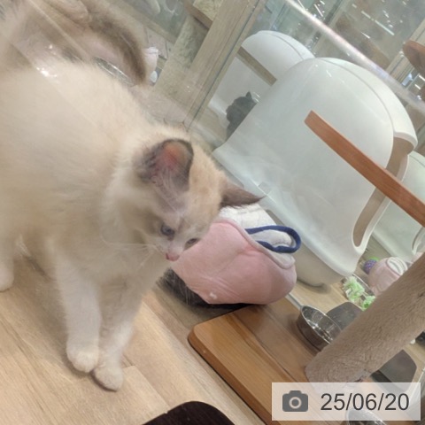 ラグドールの写真