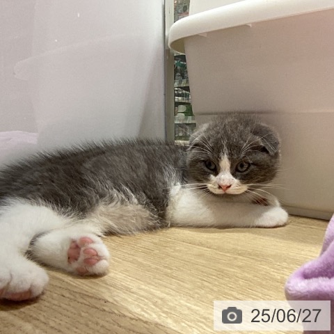スコティッシュフォールドの写真