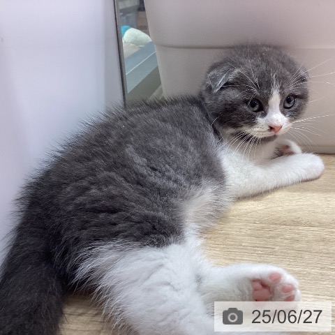 スコティッシュフォールドの写真